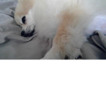 DOGGROUP123