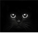 NightClan (Warrior Cats RP)