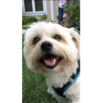 Latte Is My Dog