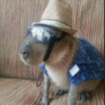 goops capybaras