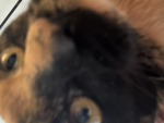 notGAY