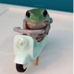 uh_thing’s frog paradise