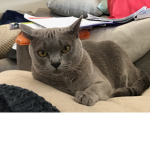 Cat are so good it’s cute good loved and cool