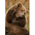 Team browny bears