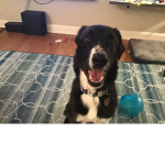 The cutest dogs in the world group