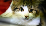 hlsdk;hgdfoighdkl;fghoksdflgh