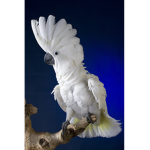 The birds of glory