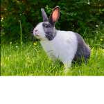 The BunBun Bunny Group