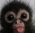 Original monkeys