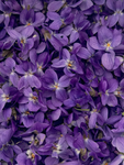 Gymnasium Violet!
