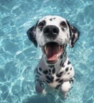 Lil’ Dalmations!!