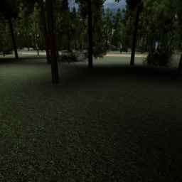The Forest