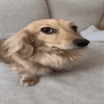 The Pet Project
