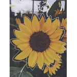 Sunny Sunflower