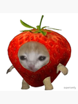 Strobary cat