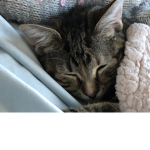 Obsessed people with cats