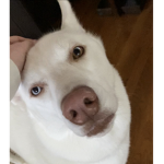 c o e u r