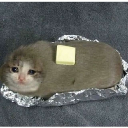 Sad Burrito Cat Roblox decal
