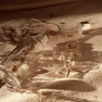 *:･ﾟ✧*:･ﾟ✧