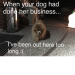 Dog memeso