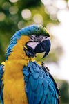 bird loverz