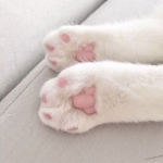 cats in spring