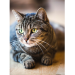 Xbox, & my Roblox friends group.