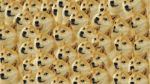 -LE DOGES-