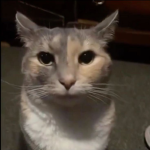 test11231231313
