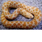 Hognose Snake Group