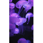 Purple Friends!