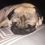 Do you like pugs ??