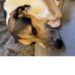 Doggy group for fans