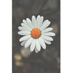 Daisy Studio