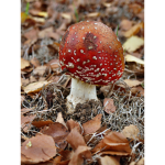 Ink's Mushrooms