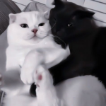 Black & White kittens!