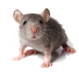 MOUSE CHASE MAZE