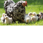 are u chicken :)