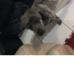 The dog party