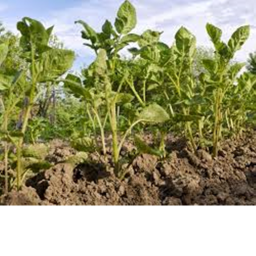 The Potato Cult Farm