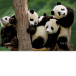 Panda army kind