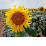 Sunflower sqaud ;)