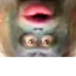 Crazy orangutans