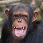 Monke Nation.