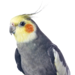 cockatiel birbs