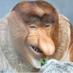 januszki