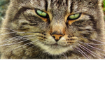 dog killers/cats for life