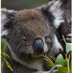 Koala Hangout!!!