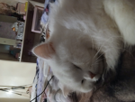 KittyFanKawaii