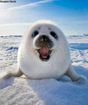 Seals dancing